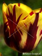 Tulp 'Helmar Triumph', detail bloem tW