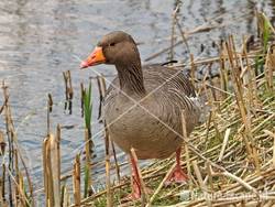 Grauwe gans Hijm NHD Castricum 102