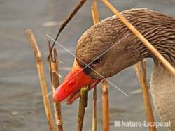 Grauwe gans Hijm NHD Castricum 121