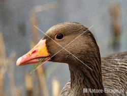 Grauwe gans Hijm NHD Castricum 3