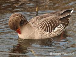 Grauwe gans Hijm NHD Castricum 63