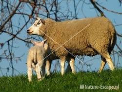 Schaap met lammeren Vuurlinie 9