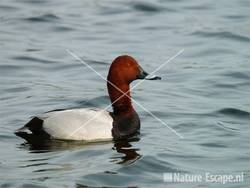 Tafeleend Vogelmeer NPZK1