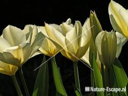 Tulp 'Purissima' tW3