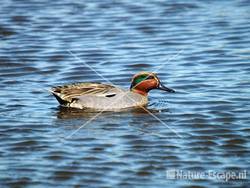 Wintertaling, man Zwaansmeerpad 1