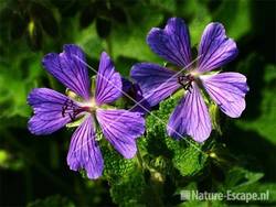 Geranium 'Philippe Vapelle' tW1