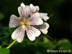 Geranium renardii tW4