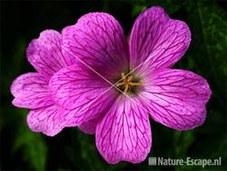 Geranium endressii, detail bloemen tW2