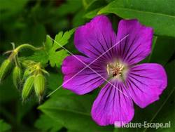 Geranium 'Sirak' tW1