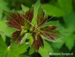 Geranium wlassovianum, bloemknoppen tW1