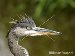 Blauwe reiger, juveniel detail kop Groeneweg Assendelft 1