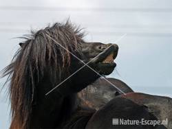 Shetland pony, hengst flemend Aagtendijk