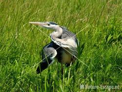 Blauwe reiger Spaarnwoude 1