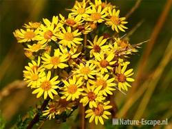 Jacobskruiskruid, bloemen Zwanenwater