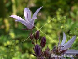 Klokjesbloem, 'Lisduggan Variety' tW