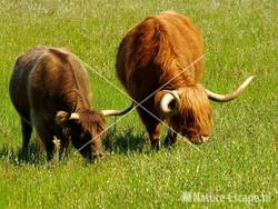 Schotse hooglanders NPZK1