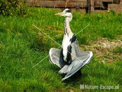 Blauwe reiger, zonnend De Schermer 3