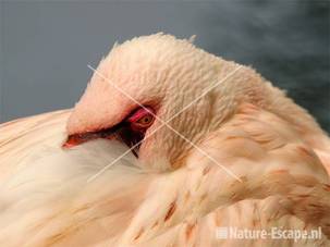 Dwergflamingo, slapend Avifauna 1