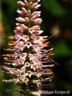 Ereprijs, Veronicastrum virginicum 'Pink Glow' tW1