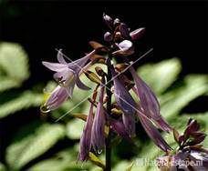 Hosta fortunei Aureomarginata tW4