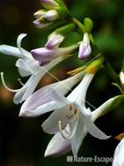 Hosta 'Hadspen White' tB1