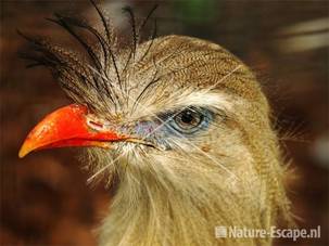 Kuifseriema Avifauna 1