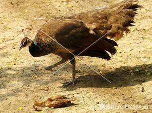 Pauw, hen met juveniel Avifauna 1