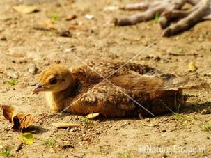 Pauw,  juveniel Avifauna 1