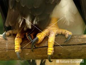 Stellers zeearend, klauwen Avifauna