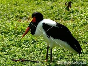 Zadelbekooievaar Avifauna