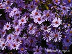 Aster ericoides 'Blue Star' tW5