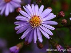 Aster ericoides 'Blue Star' tW6