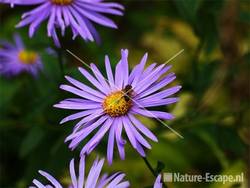 Aster frikartii 'Mönch' tW1