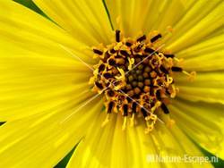 Helianthus 'Lemon Queen' tW6