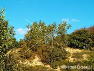 Ratelpopulieren op helling AWD3