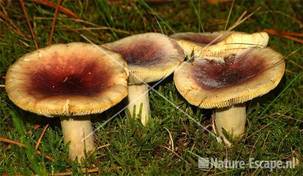 Broze russula SBB Schoorl 1