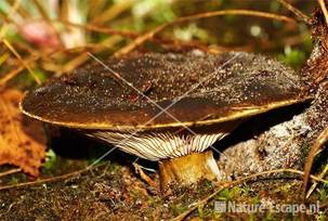 Grofplaatrussula Boswachterij Schoorl Staatsbosbeheer