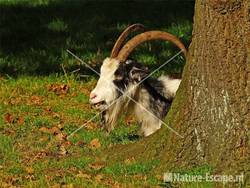 Hollandse landbok in de Mariapeel 2