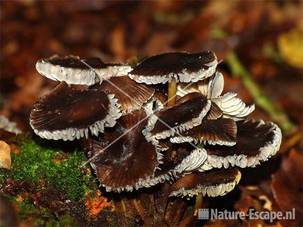 Mycena's in verval SBB Bergen 1