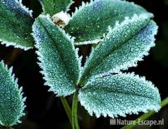 Nieskruid, argutifolia, blad met rijp tW