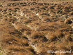 Gras, golvend NHD Castricum 1