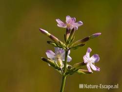 Zeepkruid, bloemen NHD Castricum 2