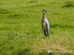 Blauwe reiger, gapend Wormer en Jisperveld 1