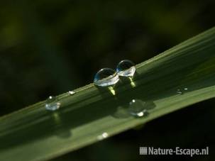 Druppels op blad van riet fietspad langs golfbaan Heemskerk 1