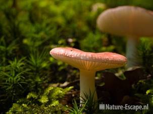 Roze berkenrussula NHD Bergen 1