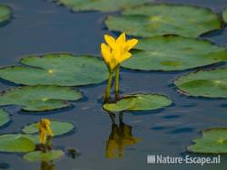 Watergentiaan, bloemen Busch en Dam 1