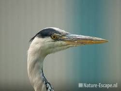 Blauwe reiger, detail kop Wormer 3