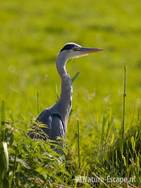 Blauwe reiger Krommeniedijk 1