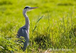 Blauwe reiger Krommeniedijk 2