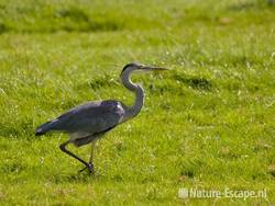 Blauwe reiger, lopend Wormer en Jisperveld 1